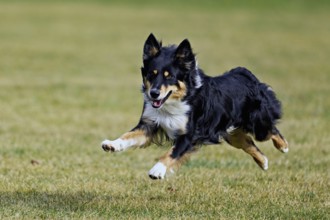 Mixed breed dog between Border Collie and Australian Shepherd jumps across meadow, Switzerland