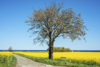 Tree at small country road through blooming rapeseed fields and with the Baltic Sea behind at