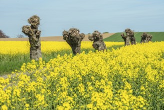Row of old pruned willow trees at fields of flowering rapeseed in Skivarp, Skurup municipality,