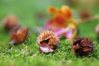 Beech nuts Fruits of the copper beech (Fagus sylvatica), Germany