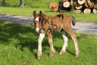 A curious foal with a red halter stands on a green pasture in front of a pile of wood, foal, Nucet,