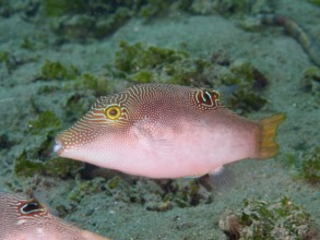 Fish with line pattern, Peter's pufferfish (Canthigaster petersii), swimming over the sandy seabed,
