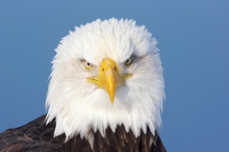 Bald Eagle Haliaeetus leucocephalus Homer, ALASKA, United States 25 February Adult Accipitridae