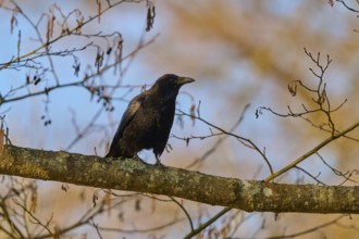 Raven crows (Corvus corone), sitting vigilantly on a branch in a natural environment, spring,