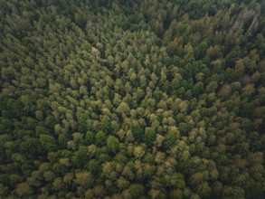 Extensive treetop landscape, photographed from the air, Unterhaugstett, Black Forest, Calw