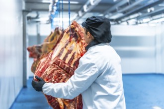 Woman placing pieces of meat in a cold room in a meat processing factory