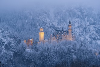 A fabulously illuminated castle in the misty winter landscape at night, Neuschwanstein, Schwangau,
