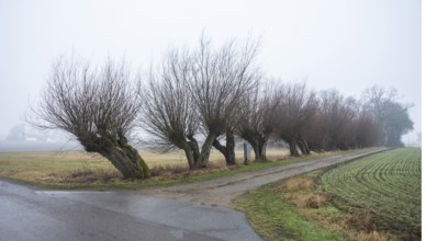 Row of Willow tree (Salix) in foggy landscape in winter in Tånebro, Skurup Municipality, Skåne