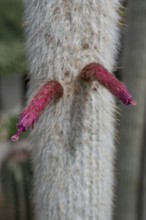 Blossoms of the silver candle cactus (Cleistocactus strausii), Botanical Garden, Erlangen, Middle