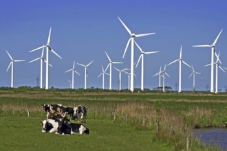 Wind turbines wind turbine East Frisia wind turbine in front of cows in the pasture electricity