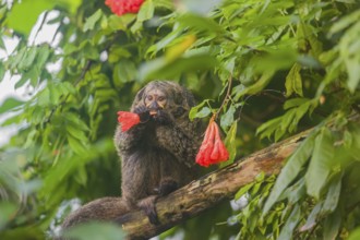 A female white-faced saki (Pithecia pithecia) sits in a Rose of Venezuela (Brownea grandiceps)