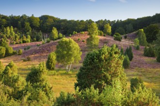 Trees and flowering heath at Totengrund in Lüneburg Heath nature park Park, Lower Saxony, Germany