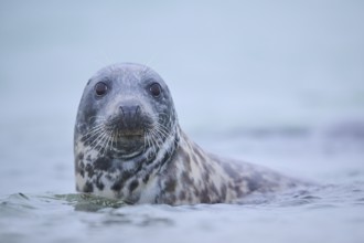 Grey seal (Halichoerus grypus) looking out of the water while swimming in the sea, Düne, Helgoland,