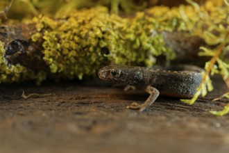 Alpine newt. leaves and lichens. Hessen, Germany