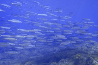 A school of boops boops swimming in the blue water of the ocean, dive site Las Rosas, Las Galletas,