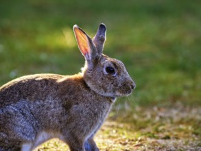 European rabbit (Oryctolagus cuniculus) in a meadow, St Mary's, Isles of Scilly, Cornwall, England,