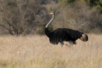 Common Ostrich (Struthio camelus), South Africa