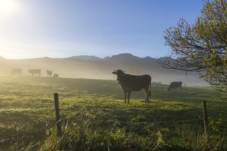 Pasture with cows and fog, sunny morning against a mountain backdrop, peaceful atmosphere, near