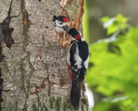 Great spotted woodpecker feeding young bird (Dendrocopos major), Germany