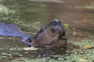 One North American beaver or Canadian beaver, Castor canadensis, swimming through a pond covered