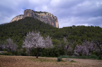 Almond blossom, almond trees, plantation, Tramuntana mountains behind, Serra de Tramuntana, Alaró,
