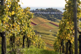 View of Luginsland estate, vineyard, vines, grapevines, wine growing, autumn colours, autumn,