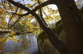 Fish pond with granite rocks and autumn-coloured oak in the Blockheide nature park Park near Gmünd,