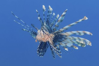 Pazifischer Rotfeuerfisch, Pterois volitans Red Lionfish, Pterois volitans