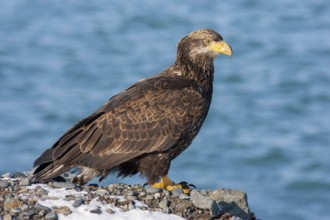 Bald Eagle Haliaeetus leucocephalus Homer, ALASKA, United States 25 February 1.5 year old bird