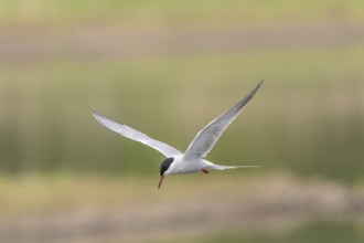 Common tern (Sterna hirundo) hovering over a marsh. Bas Rhin, Alsace, France