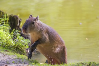 A (greater) capybara (Hydrochoerus hydrochaeris) jumps ashore