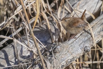Wren (Troglodytes troglodytes), sitting in the undergrowth, Münster, Tyrol, Austria