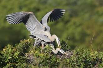 Great Blue Heron (Ardea herodias) pair mating, Florida, USA