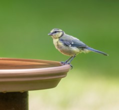 Blue tit (Cyanistes caeruleus) young bird standing on a bird bath, Lower Saxony, Germany