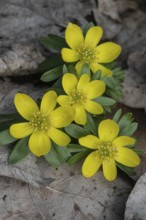 Winter aconite (Eranthis hyemalis), Emsland, Lower Saxony, Germany