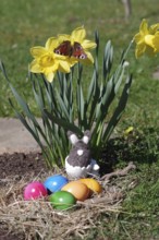 Daffodils (Narcissus), Easter, butterfly, Easter eggs, Easter nest, Easter bunny, colourful, A