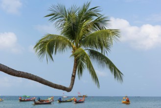 Sky-grown palm tree with longtail boats on the beach, crooked, crooked, island, holiday island,
