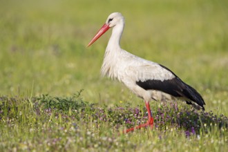 White stork, white stork, Ciconia ciconia, Lesbos, Greece