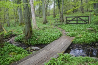 Bridge over stream on hiking trail in Stenshuvud National Park, Simrishamn municipality, Skåne