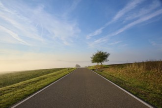 Road, Field, Fruit tree, Fog, Morning, Altertheim, Würzburg, Bavaria, Germany