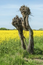 Very old pruned willow tree at field of flowering rapeseed in Skivarp, Skurup municipality, Skåne