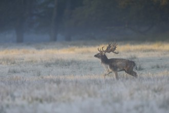 Fallow Deer (Dama dama) male standing in autumn forest, North Rhine-Westphalia, Germany