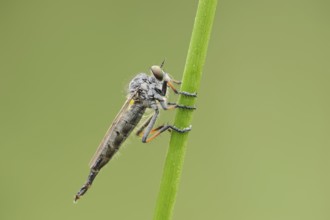 Common awl robberfly (Neoitamus cyanurus), female, North Rhine-Westphalia, Germany