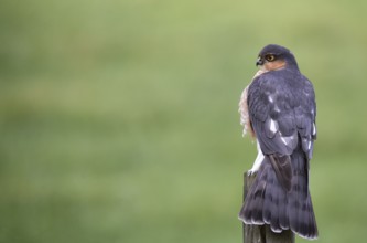 Sparrowhawk, (Accipiter nisus) sitting in cherry laurel, Schleswig-Holstein, Germany