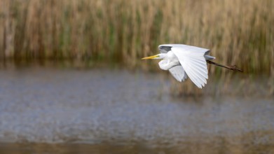 Great White Egret (Egretta alba), in flight, Großwilfersdorf, Styria, Austria