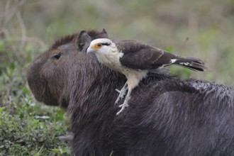 Yellow-headed Caracara (Milvago chimachima) perches on the back of a Capybara, Pantanal, Brazil
