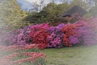 Rhododendron occidentale (Rhododendron occidentale) large shrubs in pink, magenta and purple