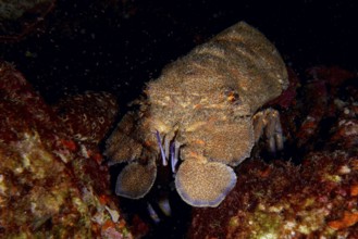 A Mediterranean slipper lobster (Scyllarides latus) moves on a dark seabed surrounded by rocks,