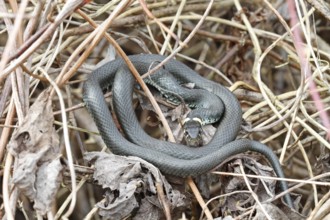 Grass snake (Natrix natrix) sunbathing, Peene Valley River Landscape nature park Park,