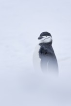 Chinstrap Penguin (Pygoscelis antarcticus), Antarctica
